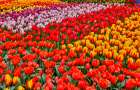 USA, Washington State. Skagit Valley, tulips blooming in garden Art Print